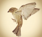 WINGS