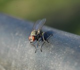 Character Profile #5- Bertha the Fly