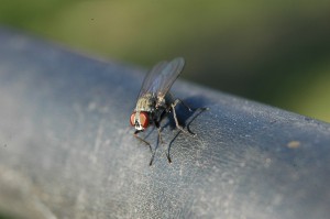 Bertha the Fly