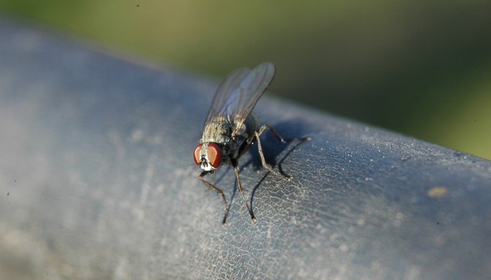 Character Profile #5- Bertha the Fly